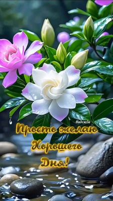 Открытка «Пожелание»: Хорошего дня! Нежные цветы и позитивное настроение. Тэги: улыбка, утро, красивая, позитив…