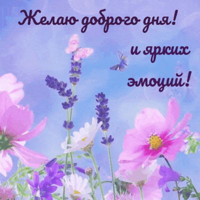 Открытка «Красивая»: Добрый день: красочные цветы и пожелание ярких эмоций!. Тэги: радость, добрый день, цветок…