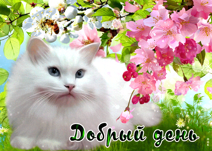 Открытка «Добрый день»: Котик на цветущей ветке. Красивые весенние цветы с пожеланием.. Тэги: Добрый день и добрые по…