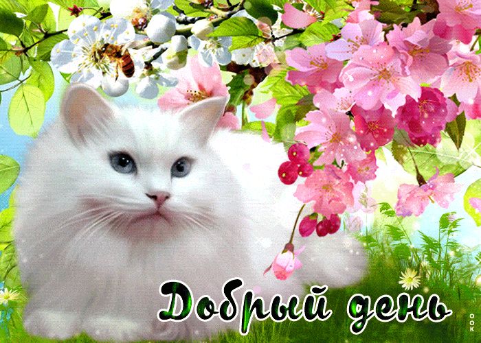Открытка «Добрый день»: Котик на цветущей ветке. Красивые весенние цветы с пожеланием.. Тэги: Добрый день и добрые по…