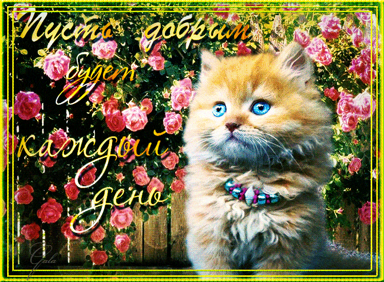 Открытка «Добрый день»: Пушистый кот и пожелание добрый день с розами. Тэги: Добрый день и добрые пожелания, Добрый д…
