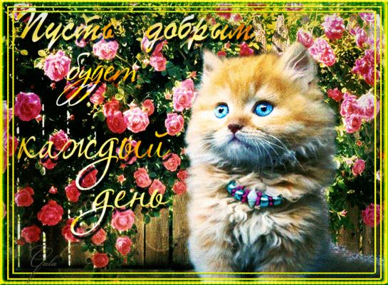Открытка «Добрый день»: Пушистый кот и пожелание добрый день с розами. Тэги: Добрый день и добрые пожелания, Добрый д…