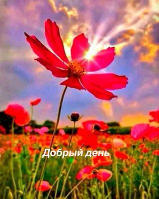 Открытка «Хорошего дня»: Красивая роза и надпись добрый день. Тэги: Добрый день, Добрый день и добрые пожелания…