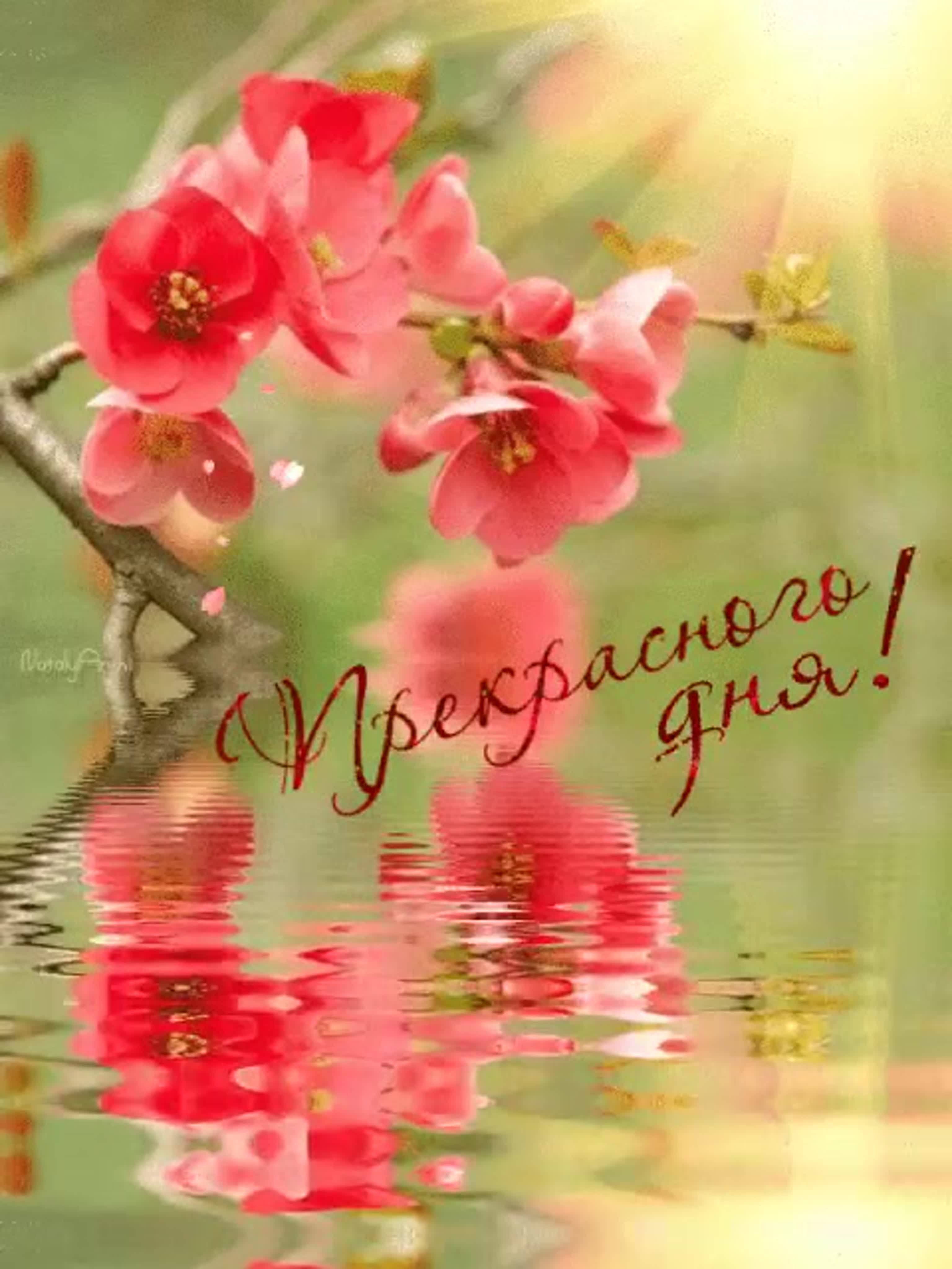 Открытка «С добрым утром»: Пожелание Прекрасного дня: солнце, весна и красивые цветы. Тэги: утро, красивая, позитив…