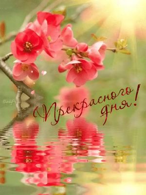 Открытка «С добрым утром»: Пожелание Прекрасного дня: солнце, весна и красивые цветы. Тэги: утро, красивая, позитив…