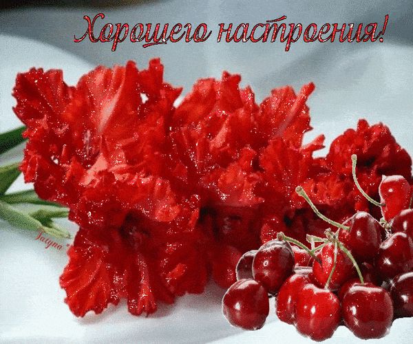 Открытка «Добрый день»: Пожелание хорошего настроения с ярким цветком. Тэги: Добрый день и добрые пожелания, Добрый д…