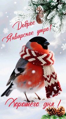 Открытка «С добрым утром»: Январское утро: милый снегирь желает хорошего дня. Тэги: животное, пожелание, шарф, утро…