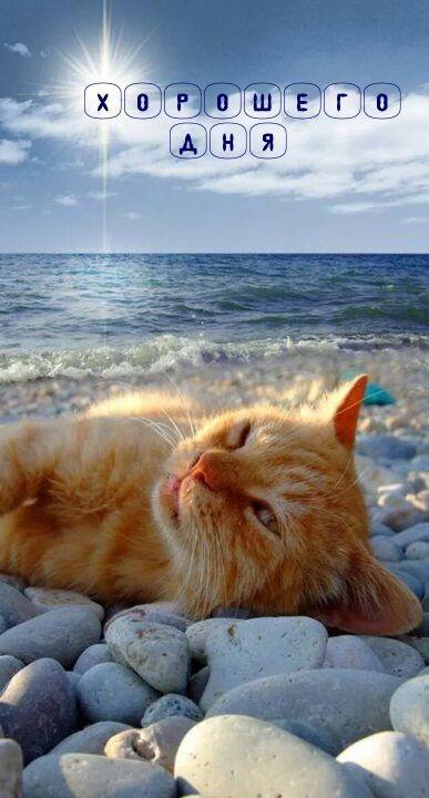 Открытка «Кот»: Хорошего дня! Пушистый кот на солнечном пляже. Тэги: животное, красивая, позитив, радость, добрый день…