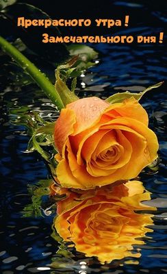 Открытка «С добрым утром»: Прекрасного утра и дня с нежной розой. Тэги: пожелание, утро, позитив, радость, цветок…