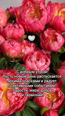 Открытка «Пожелание»: С добрым утром! Яркие пионы для радостного дня. Тэги: улыбка, утро, красивая, позитив, радость…