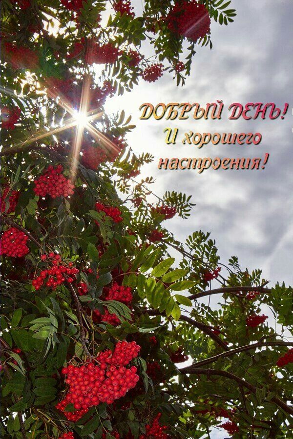 Открытка «Пожелание»: Позитивная открытка: Добрый день и хорошее настроение. Тэги: красивая, позитив, радость, добрый…