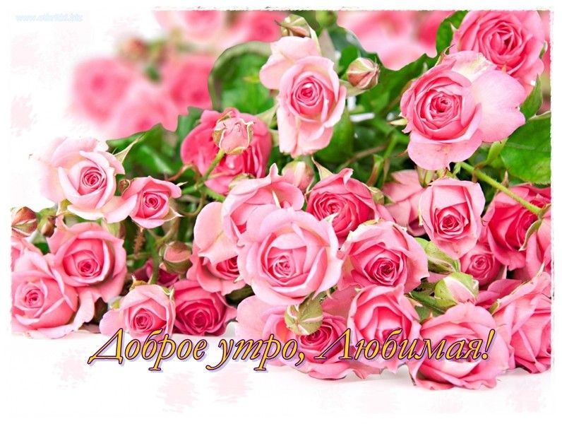 Открытка «С добрым утром»: Доброе утро, любимая! Красивые розы для счастья. Тэги: пожелание, утро, женщина, красивая…