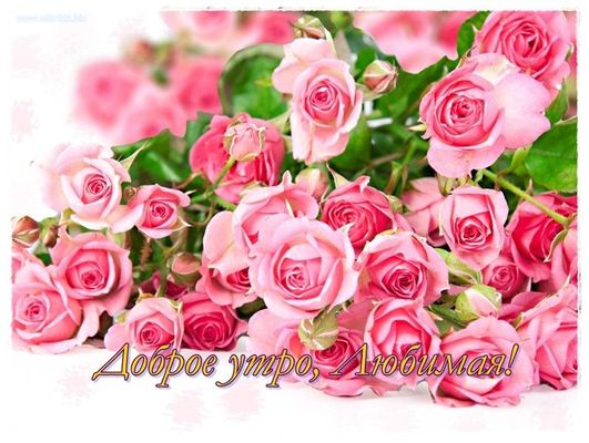Открытка «С добрым утром»: Доброе утро, любимая! Красивые розы для счастья. Тэги: пожелание, утро, женщина, красивая…