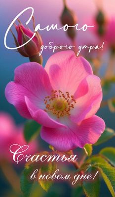 Открытка «Пожелание»: Самого доброго утра и счастья! Нежная роза. Тэги: улыбка, утро, красивая, позитив, радость…