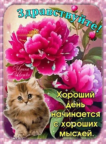 Открытка «Кот»: Здравствуйте! Хороший день, кот и позитивное пожелание. Тэги: животное, пожелание, улыбка, красивая…