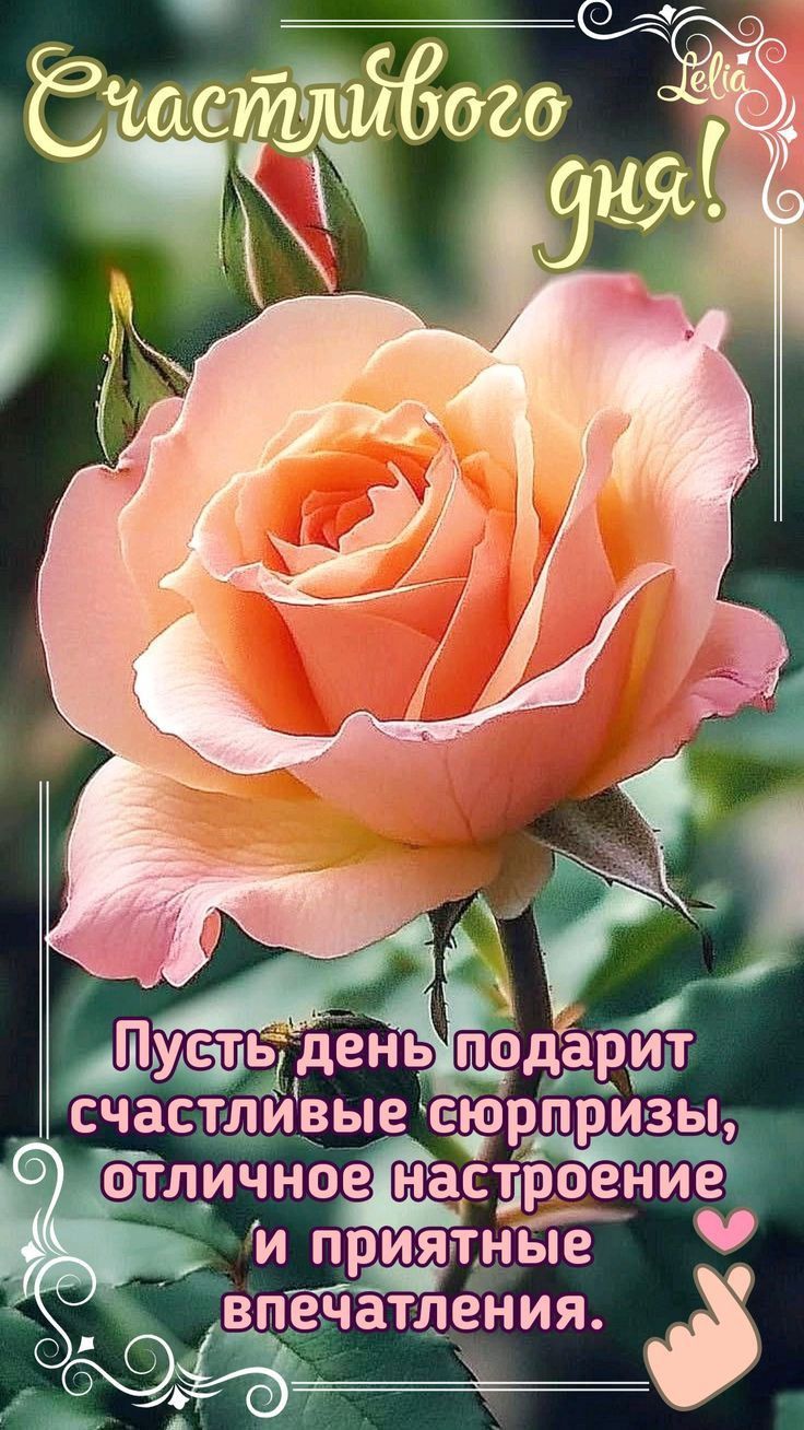 Открытка «Пожелание»: Счастливого дня! Красивая роза и прекрасное пожелание. Тэги: красивая, позитив, радость, добрый…