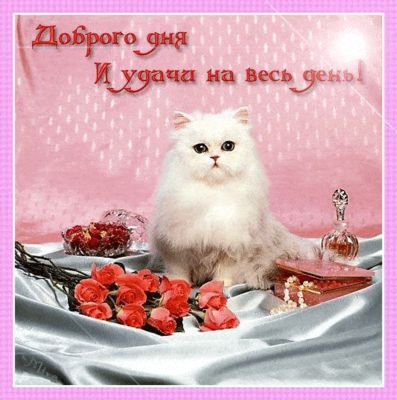 Открытка «Кот»: Доброго дня и удачи! Красивый кот и розы. Тэги: животное, пожелание, красивая, позитив, радость…