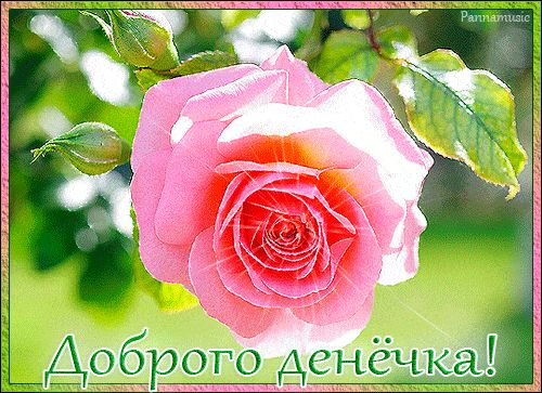 Открытка «Пожелание»: Доброго денёчка! Красивая роза и нежное пожелание. Тэги: красивая, позитив, радость, добрый день…