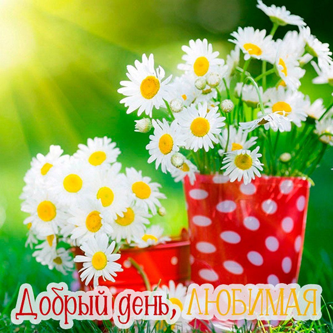 Открытка «Женщина»: Добрый день, Любимая! Яркие ромашки для тебя. Тэги: девушка, позитив, радость, добрый день, цветок…
