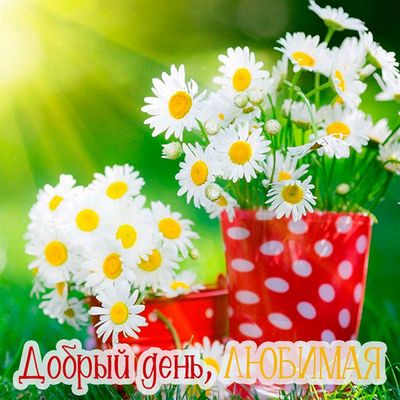 Открытка «Женщина»: Добрый день, Любимая! Яркие ромашки для тебя. Тэги: девушка, позитив, радость, добрый день, цветок…