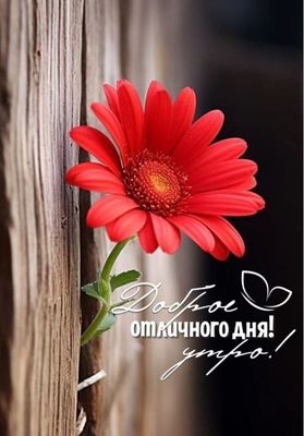 Открытка «С добрым утром»: Яркое доброе утро: Красный цветок для отличного дня. Тэги: пожелание, улыбка, утро, красив…