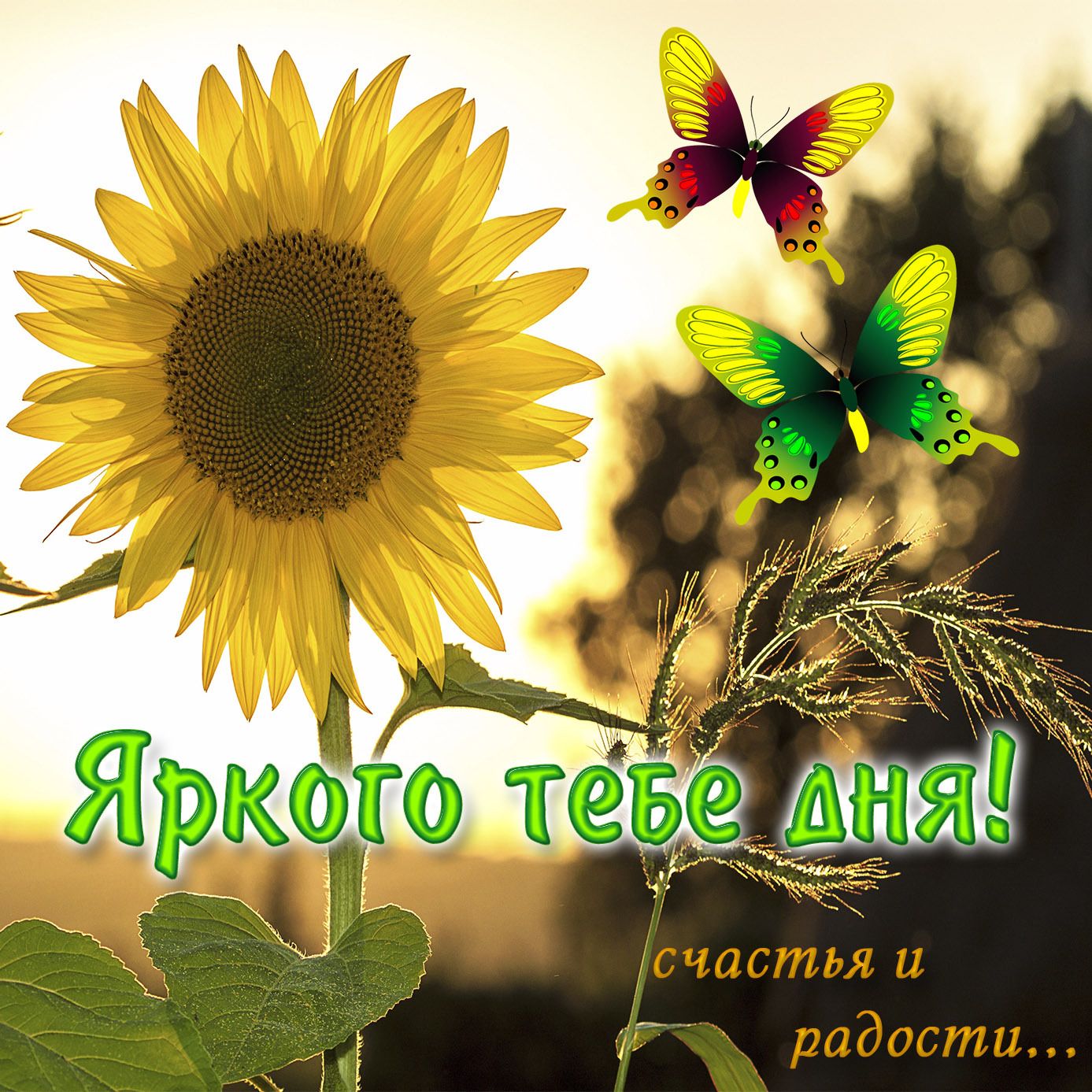 Открытка «Пожелание»: Яркого дня! Счастья и радости с подсолнухом. Тэги: улыбка, красивая, позитив, радость, добрый д…