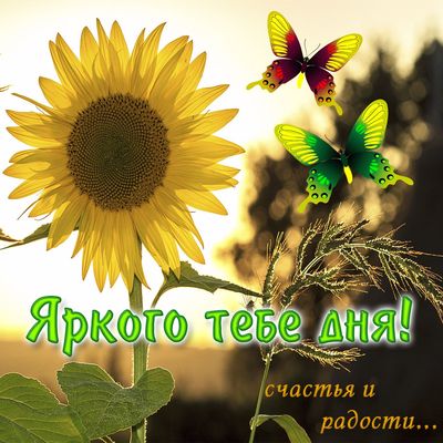 Открытка «Пожелание»: Яркого дня! Счастья и радости с подсолнухом. Тэги: улыбка, красивая, позитив, радость, добрый д…
