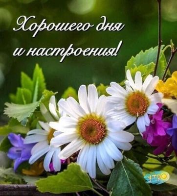 Открытка «Пожелание»: Хорошего дня и настроения! Яркий цветок. Тэги: улыбка, красивая, позитив, радость, добрый день…