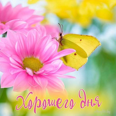 Открытка «Животное»: Хорошего Дня! Позитивная открытка с цветами и бабочкой. Тэги: пожелание, улыбка, красивая…