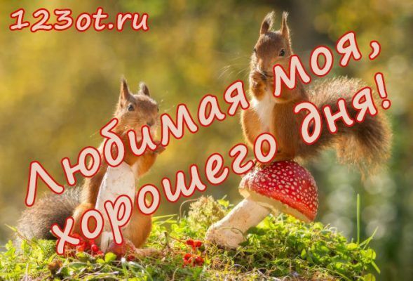Открытка «Животное»: Любимой: хорошего дня с милыми белочками. Тэги: пожелание, улыбка, женщина, девушка, красивая…