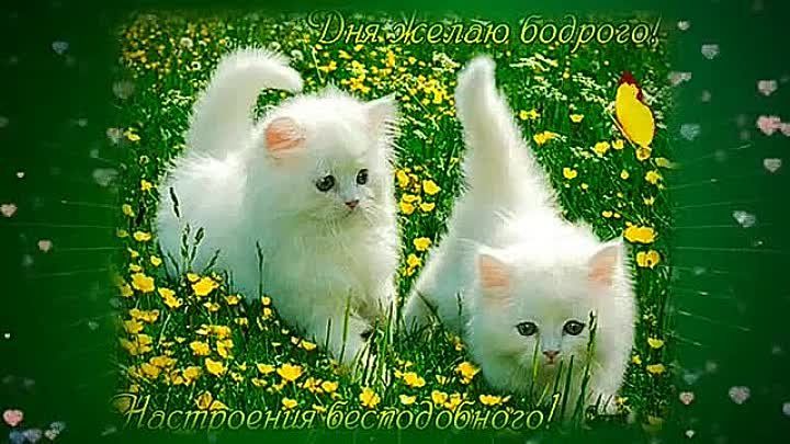 Открытка «Кот»: Бодрого дня и бесподобного настроения! Милые котята. Тэги: животное, пожелание, улыбка, красивая…