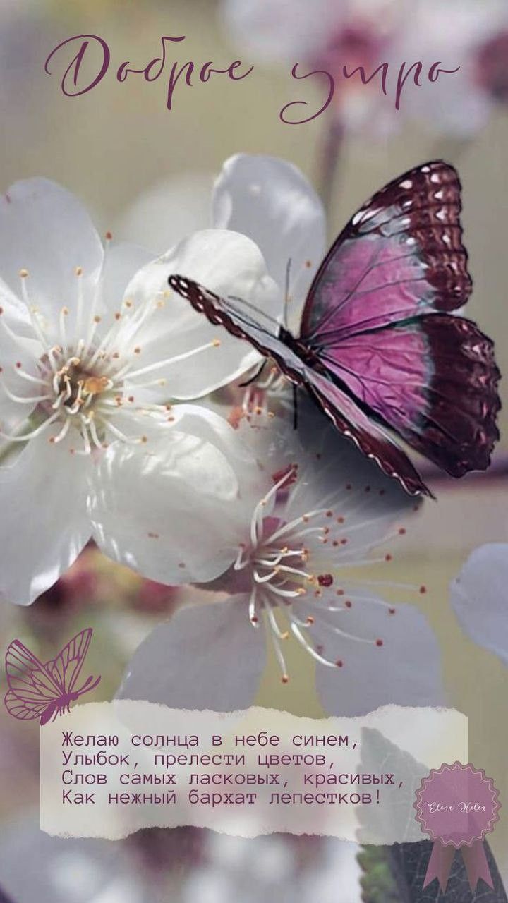 Открытка «С добрым утром»: Доброе утро: Нежная открытка с бабочкой и цветами. Тэги: пожелание, улыбка, красивая…