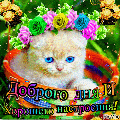 Открытка «Кот»: Доброго дня и хорошее настроение: милый кот в венке. Тэги: животное, пожелание, улыбка, красивая…