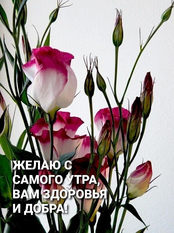 Открытка «С добрым утром»: С добрым утром: пожелание здоровья и добра с цветами. Тэги: пожелание, улыбка, утро…