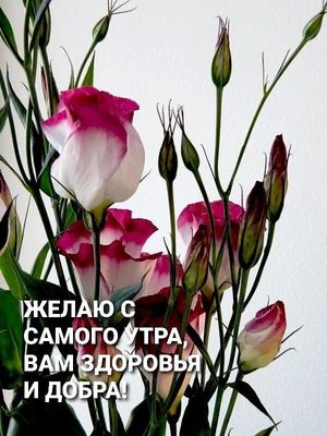 Открытка «С добрым утром»: С добрым утром: пожелание здоровья и добра с цветами. Тэги: пожелание, улыбка, утро…
