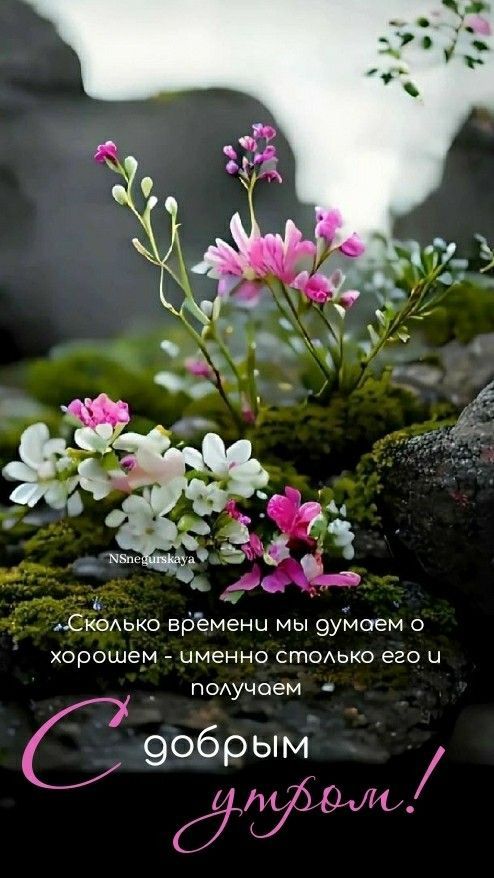 Открытка «С добрым утром»: Утро с цветами: позитивное пожелание и настроение. Тэги: пожелание, утро, красивая, позитив…