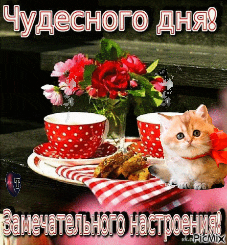 Открытка «Кот»: Чудесного дня и замечательного настроения! Милый кот. Тэги: пожелание, улыбка, красивая, кофе, позитив…