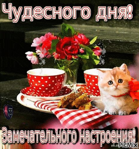 Открытка «Кот»: Чудесного дня и замечательного настроения! Милый кот. Тэги: пожелание, улыбка, красивая, кофе, позитив…