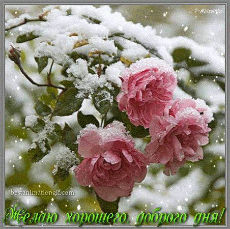 Открытка «Пожелание»: Добрый день: Розы в снегу – красивое пожелание. Тэги: красивая, позитив, добрый день, цветок…