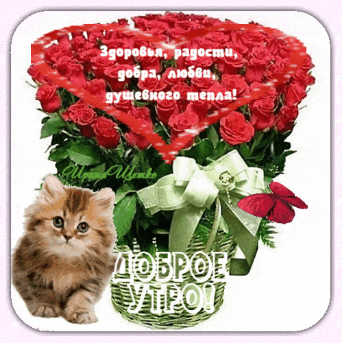 Открытка «Кот»: Доброе утро: розы, котенок, здоровье и любовь. Тэги: животное, пожелание, красивая, позитив, радость…