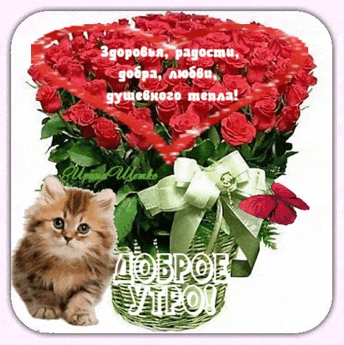 Открытка «Кот»: Доброе утро: розы, котенок, здоровье и любовь. Тэги: животное, пожелание, красивая, позитив, радость…