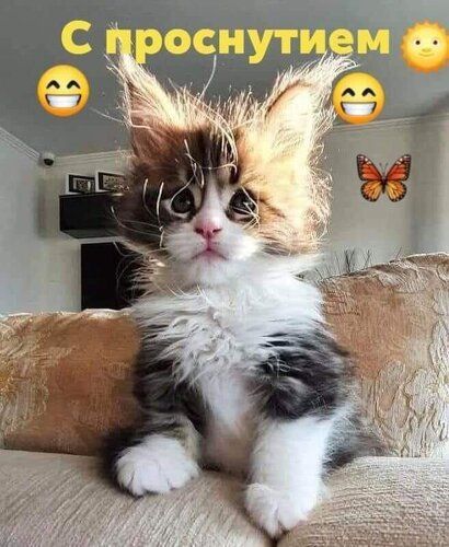Открытка «С добрым утром»: «С проснутием!» Милый кот для позитивного утра. Тэги: кот, животное, пожелание, прикольная…