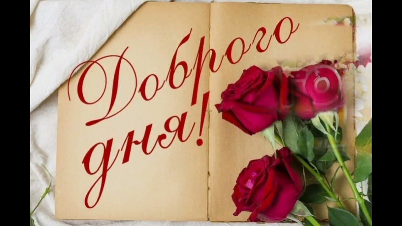 Открытка «Пожелание»: «Доброго дня!» с нежной розой. Позитив!. Тэги: позитив, радость, добрый день, цветок, настроение…