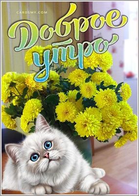 Открытка «С добрым утром»: Милый кот и яркие цветы для доброго утра и позитива. Тэги: С добрым утром, для поднятия на…