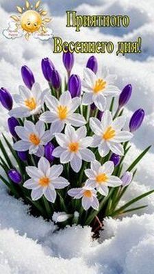 Открытка «Пожелание»: Приятного Весеннего дня: нежные цветы в снегу. Тэги: улыбка, утро, красивая, позитив, радость…