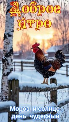 Открытка «Животное»: Доброе утро: Мороз и солнце, день чудесный. Тэги: пожелание, утро, красивая, позитив, радость…