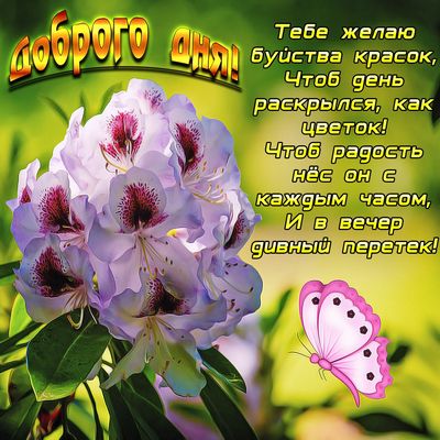 Открытка «Пожелание»: Доброго дня! Нежное пожелание с цветком и бабочкой. Тэги: улыбка, красивая, позитив, радость…
