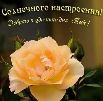 Открытка «Пожелание»: Нежная роза: Солнечного настроения и доброго дня. Тэги: улыбка, друг, подруга, мужчина, женщина…