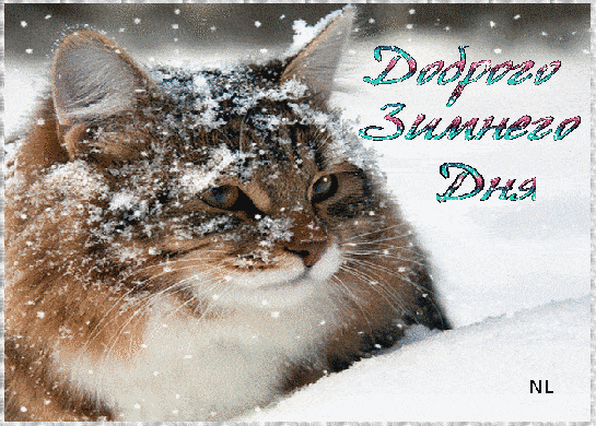 Открытка «Кот»: Доброго Зимнего Дня – позитив с котом. Тэги: животное, улыбка, красивая, позитив, радость, добрый день…