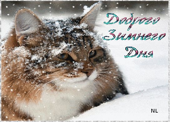 Открытка «Кот»: Доброго Зимнего Дня – позитив с котом. Тэги: животное, улыбка, красивая, позитив, радость, добрый день…